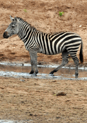 Z&egrave;bre &eacute;l&eacute;gant au bord de l'eau